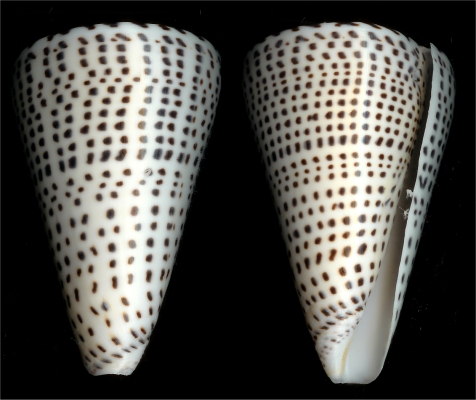 Conus Leopardus - Alchetron, The Free Social Encyclopedia