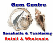 Gem Centre Sea Shell 